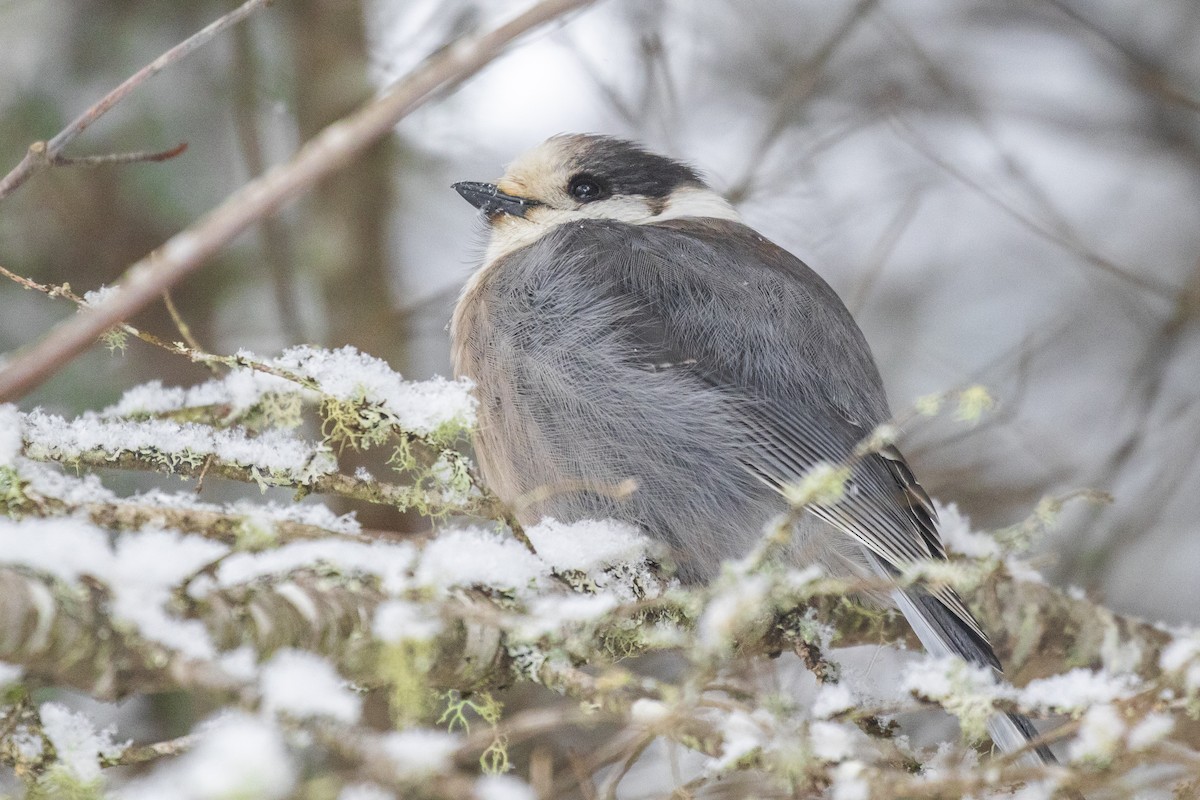Mésangeai du Canada - ML198574081