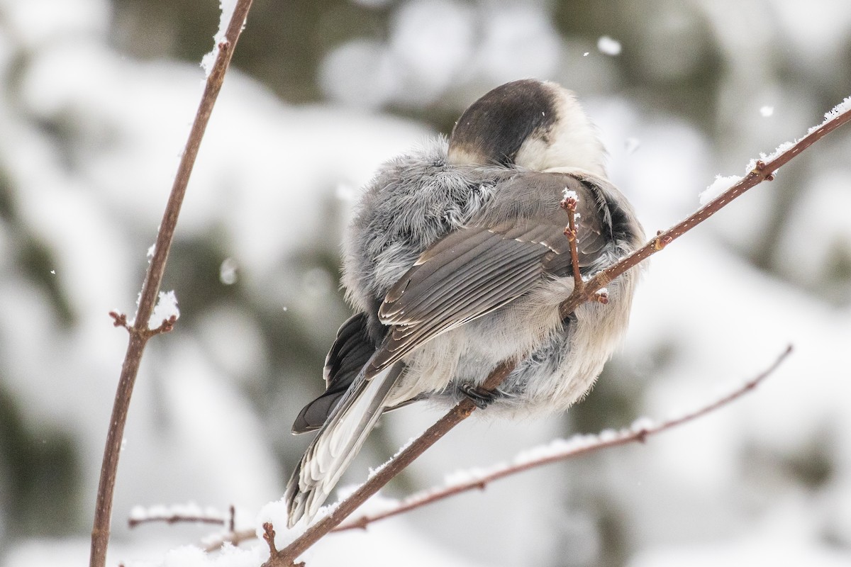 Mésangeai du Canada - ML198574091