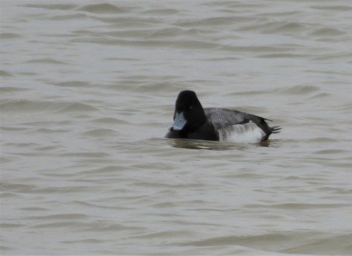 Lesser Scaup - ML198575061