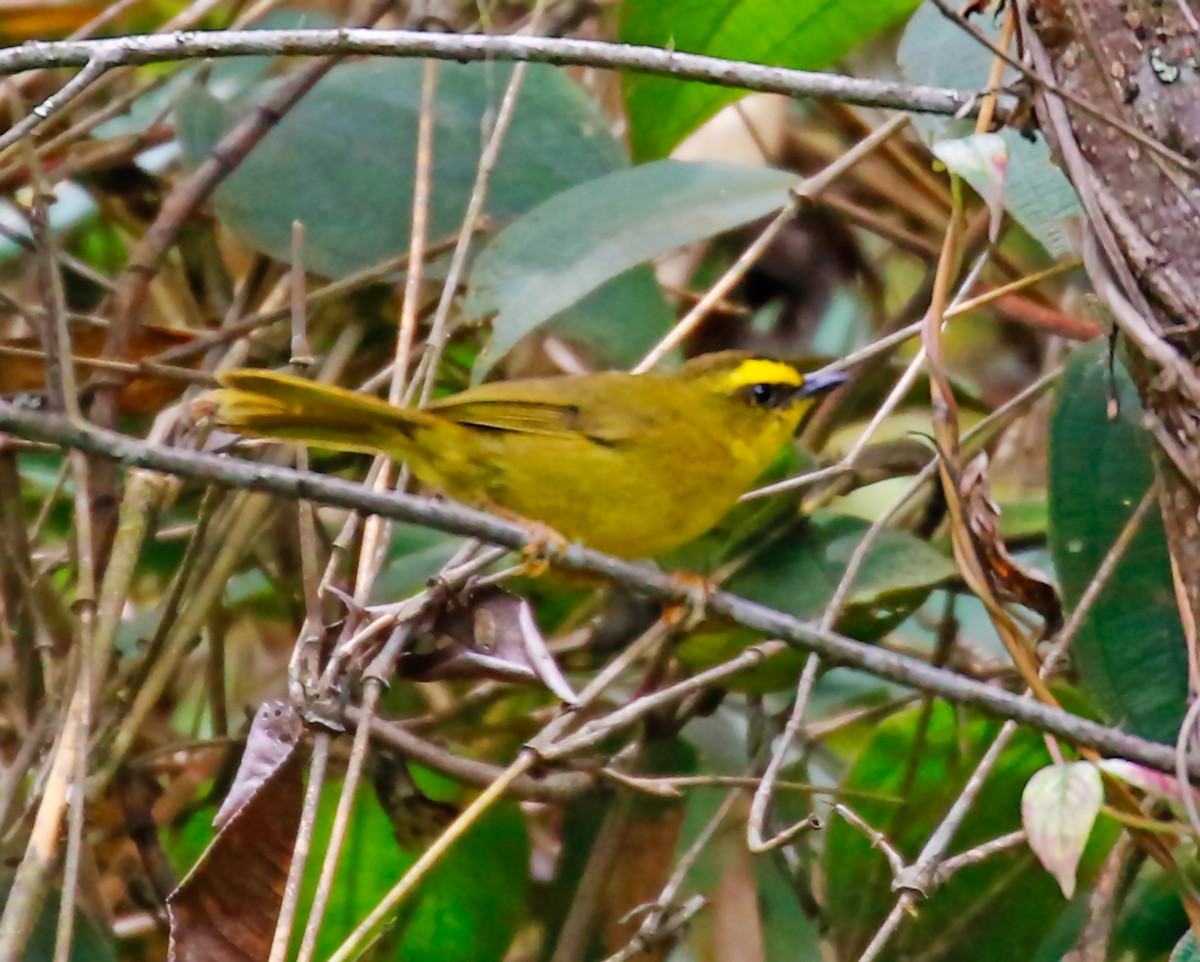 Citrine Warbler - ML198576711