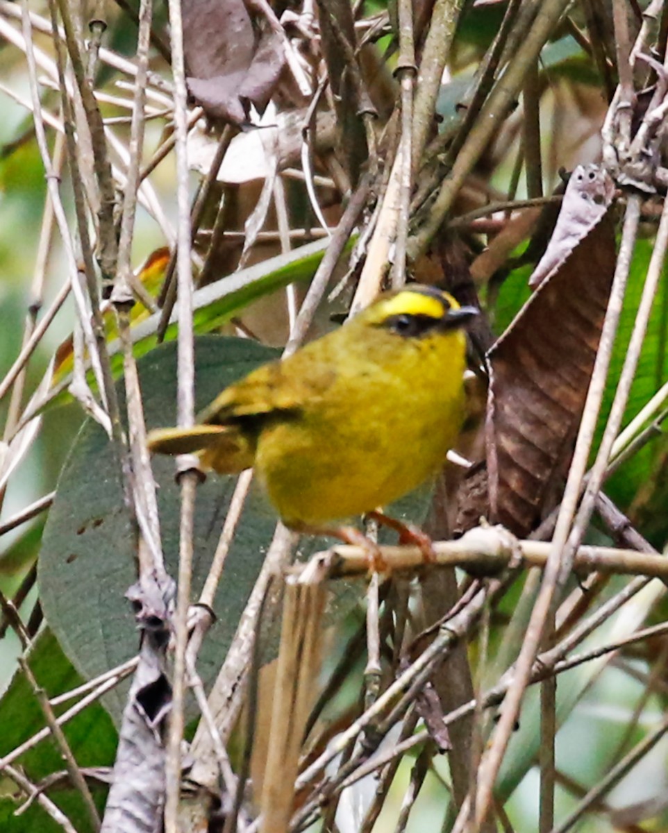 Citrine Warbler - ML198576881