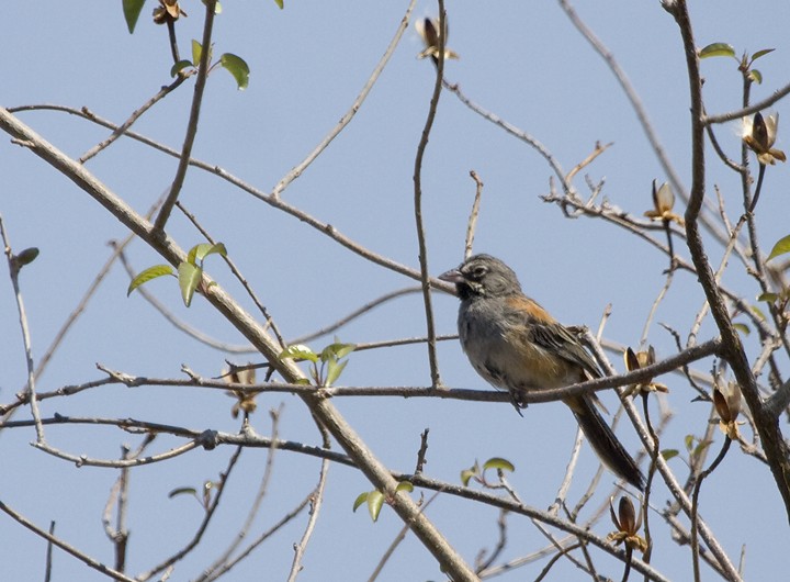 Bridled Sparrow - ML198576981