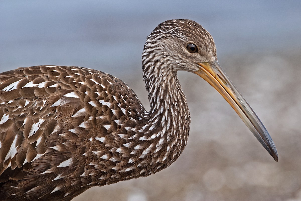 Limpkin - ML198578101