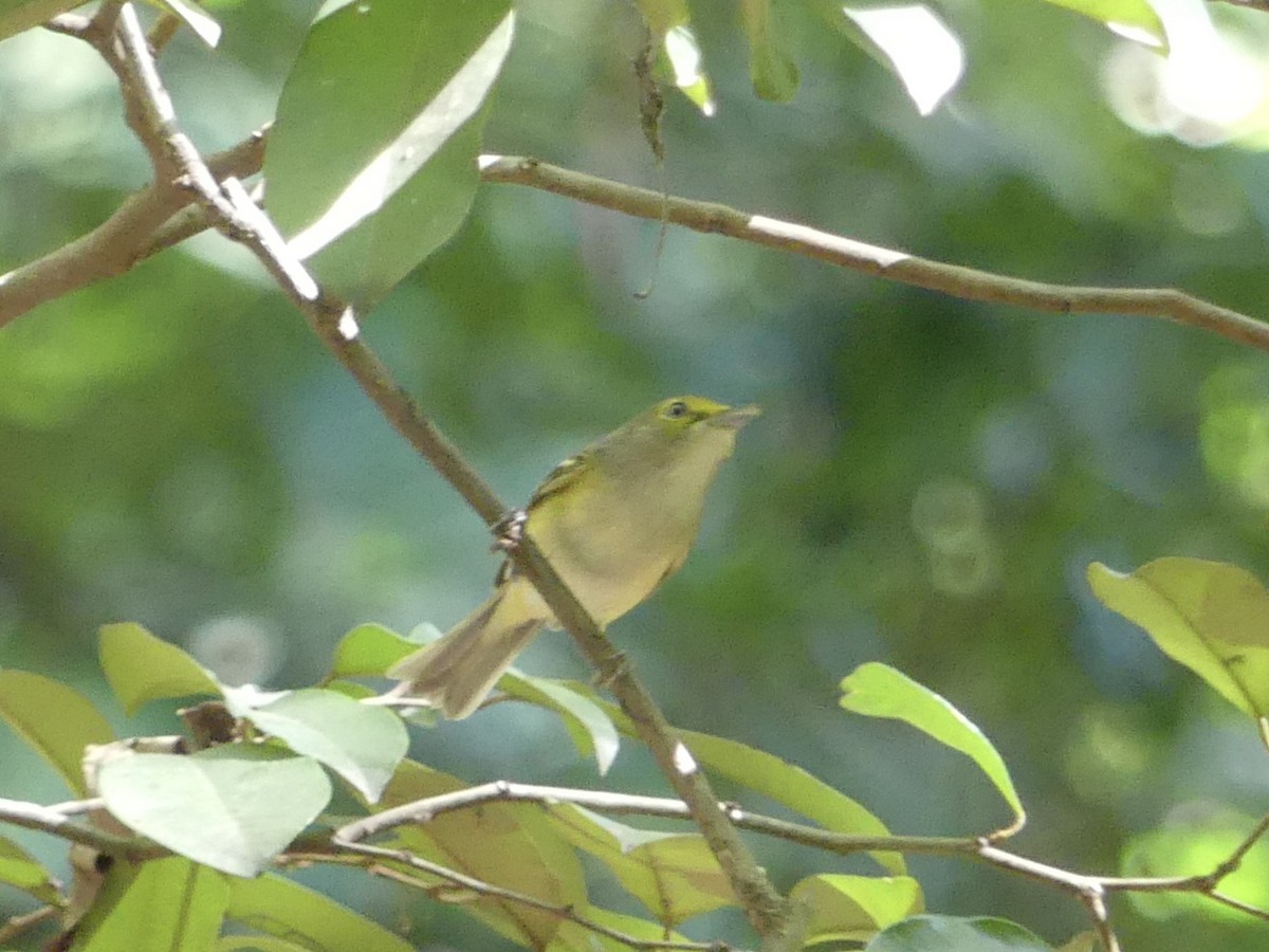 White-eyed Vireo - Charles Duncan