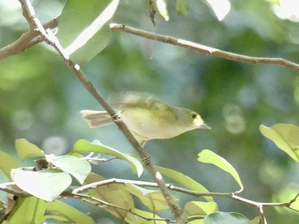 White-eyed Vireo - ML198579391