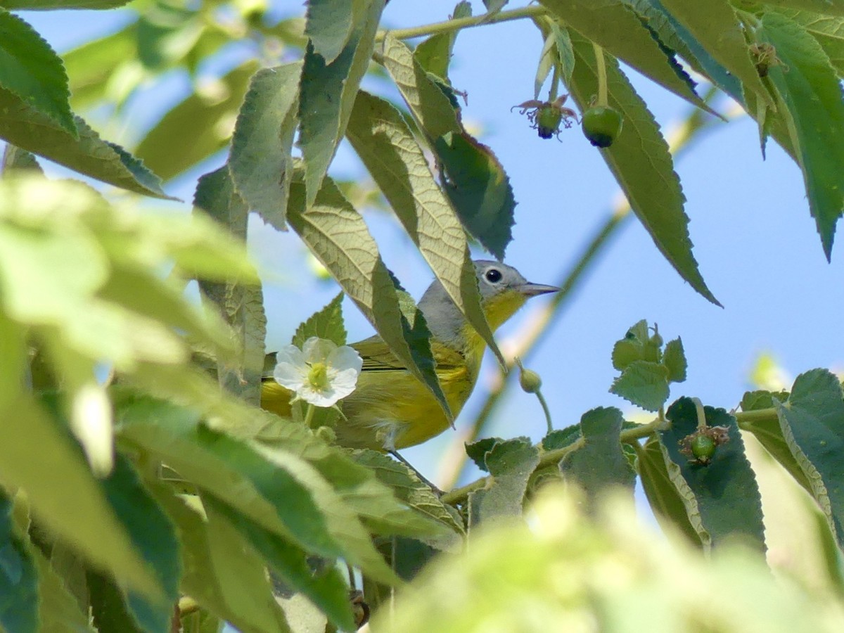 Nashville Warbler - Charles Duncan