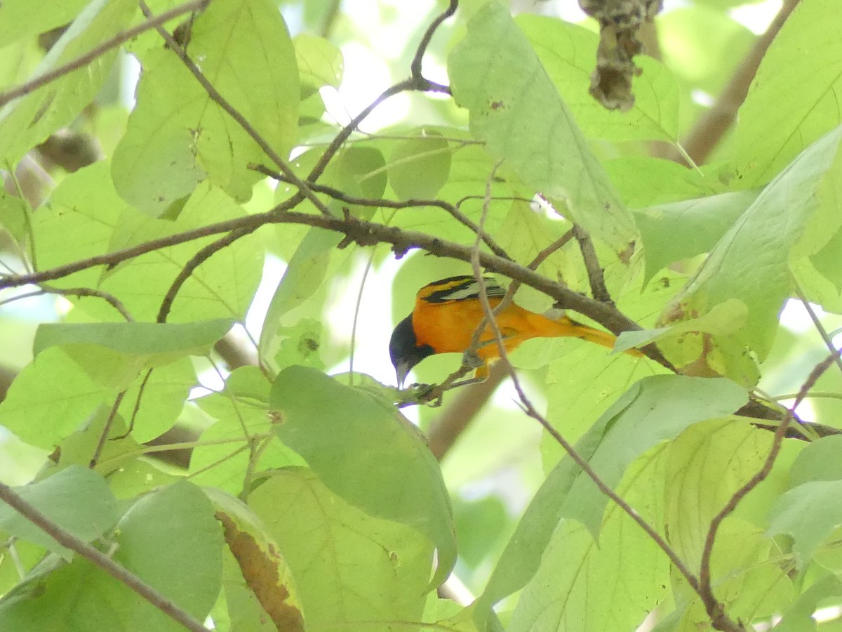 Baltimore Oriole - ML198580451