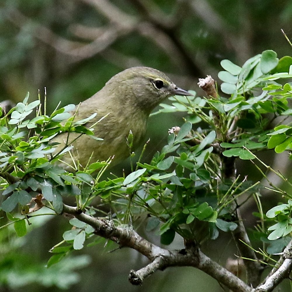 Orange-crowned Warbler - ML198581111