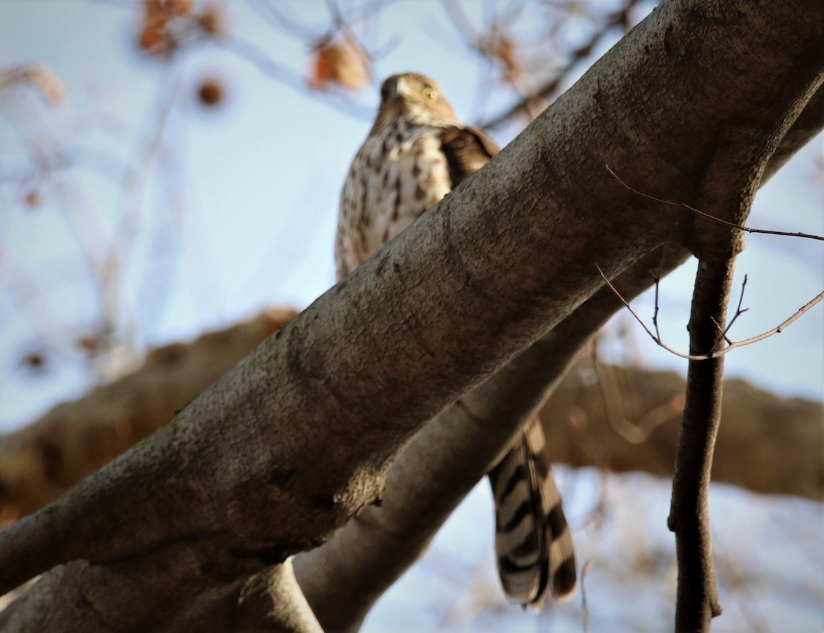 Cooper's Hawk - ML198581371