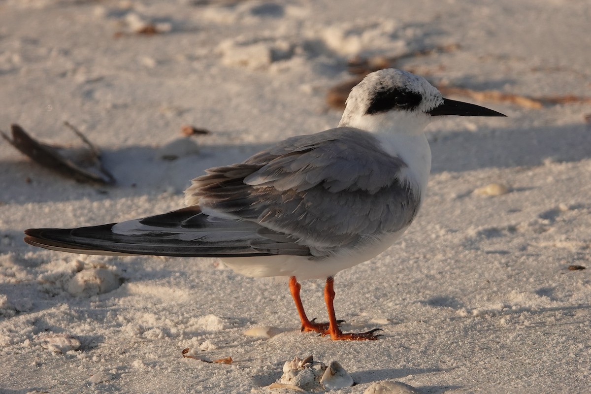 Forster's Tern - ML198581621