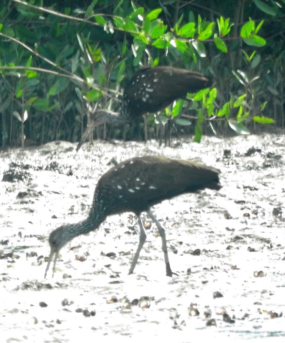 Limpkin - Luis  Morales