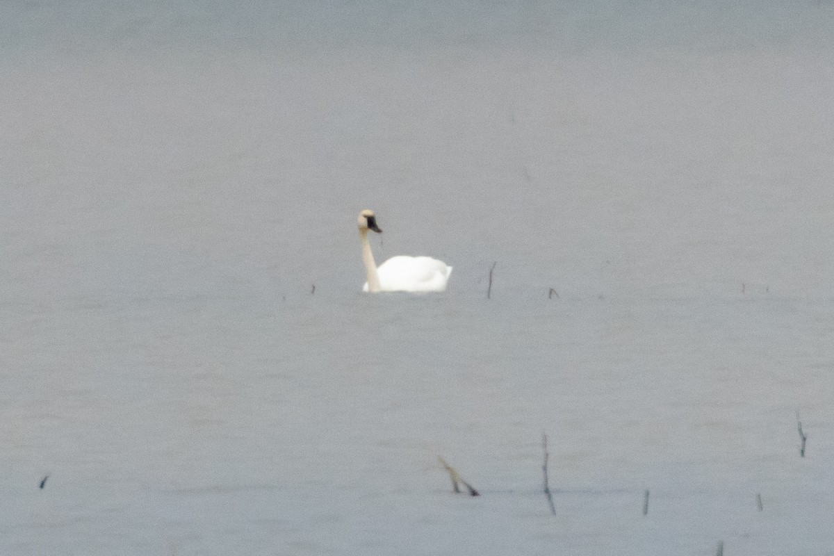 Tundra Swan (Whistling) - ML198583661