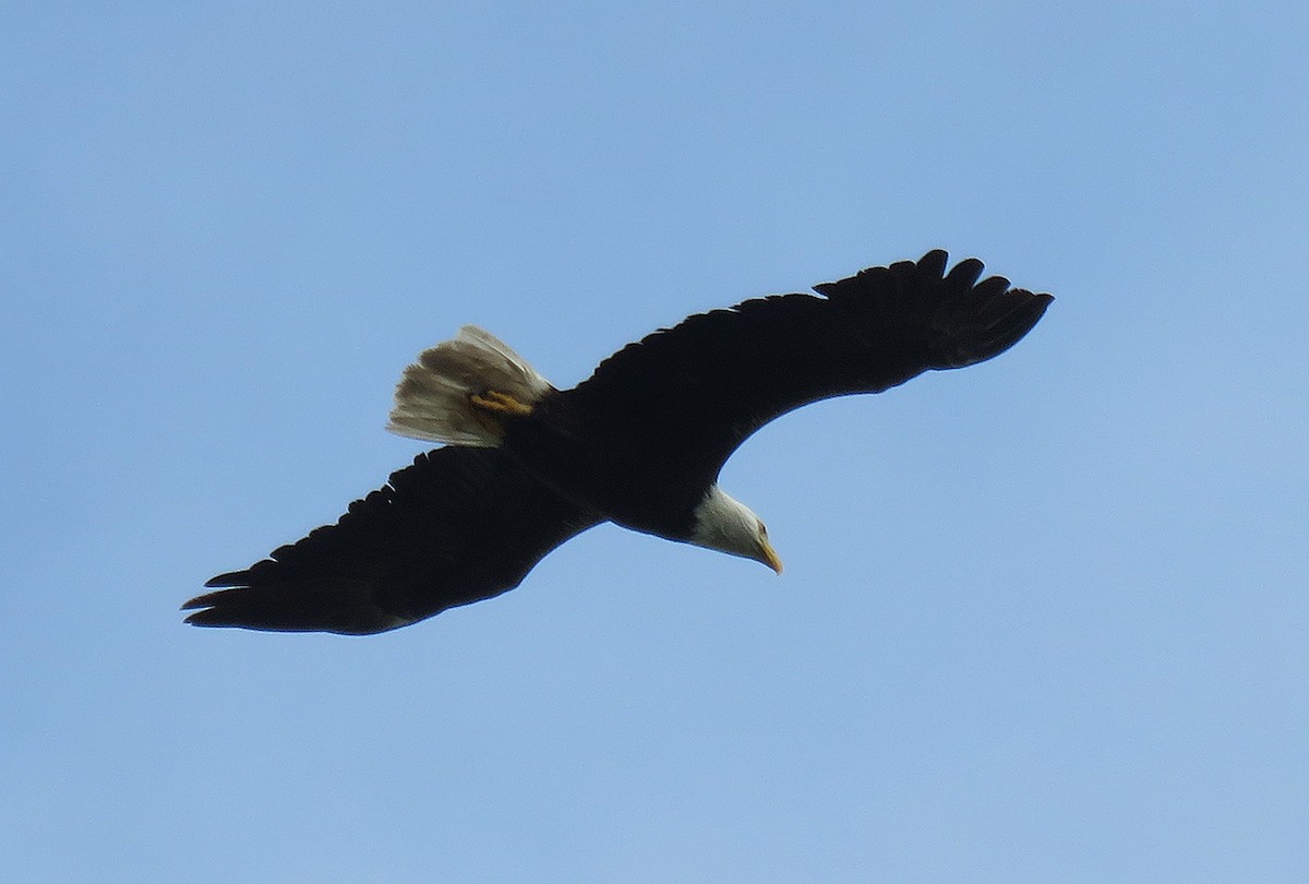 Bald Eagle - David Russell