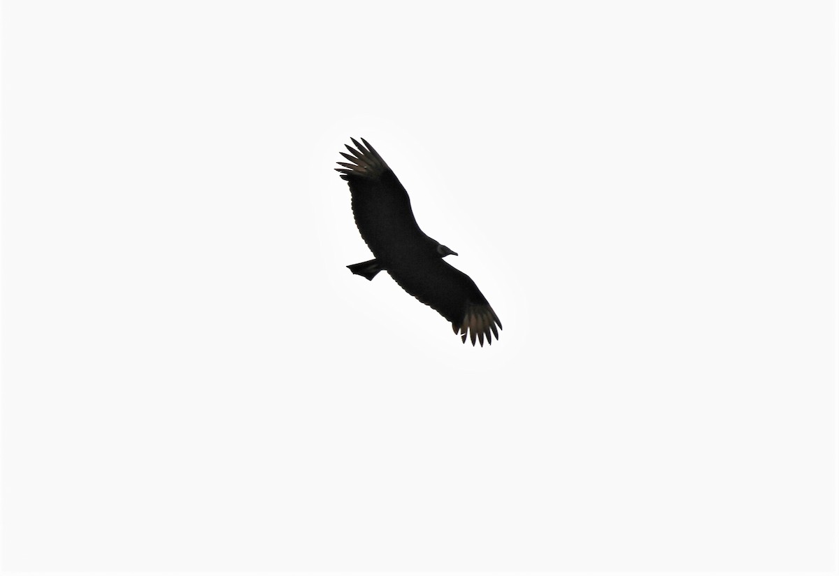 Black Vulture - ML198587331