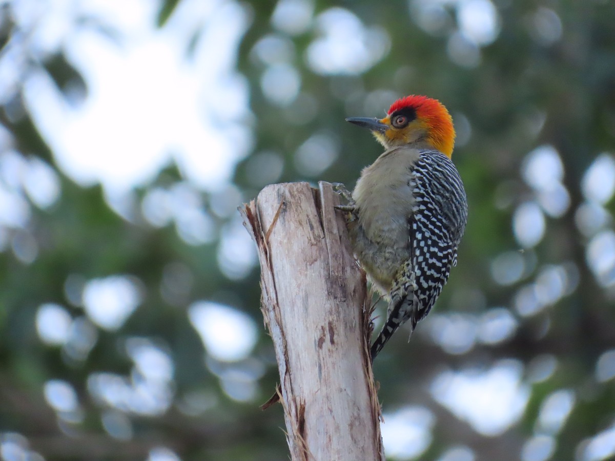 Golden-cheeked Woodpecker - ML198587741