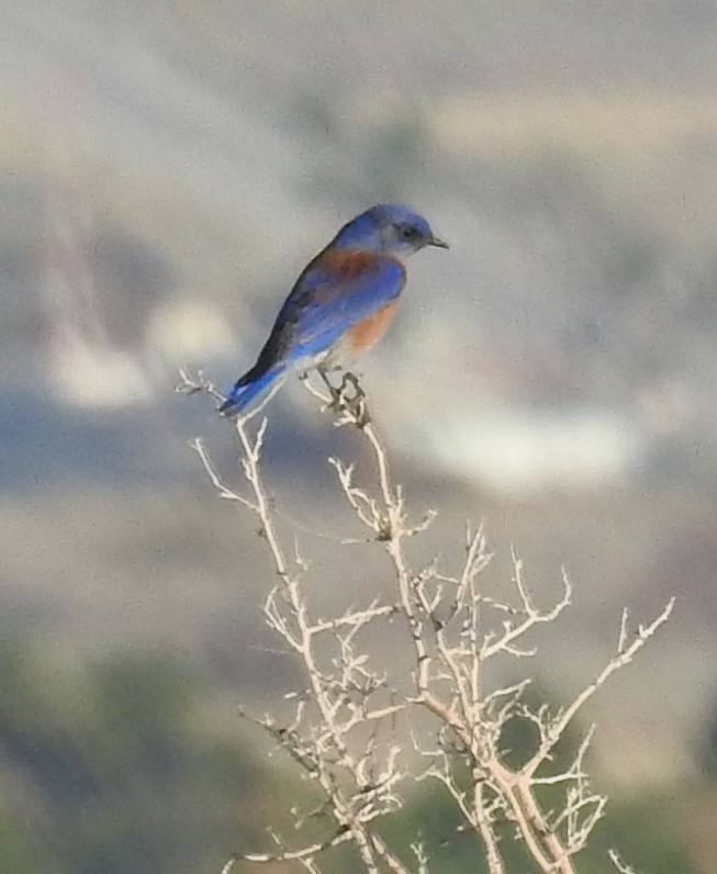 Western Bluebird - ML198589321