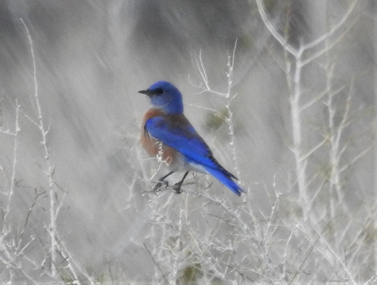 Western Bluebird - ML198589331