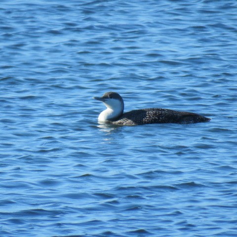 Red-throated Loon - ML198590391