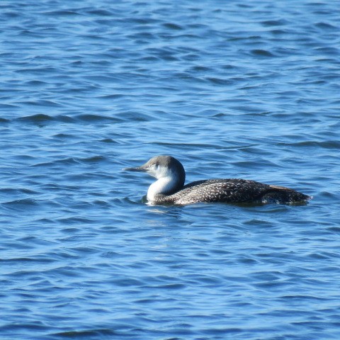 Red-throated Loon - ML198590451