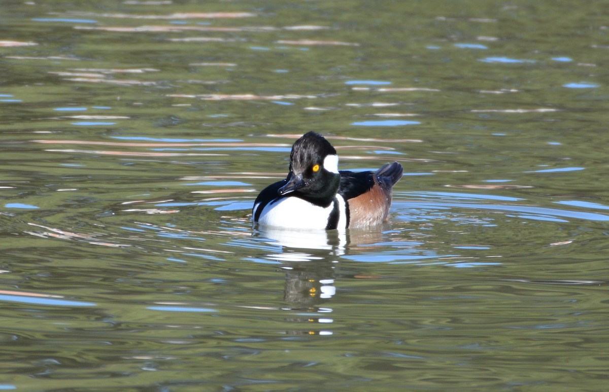 Hooded Merganser - ML198590741