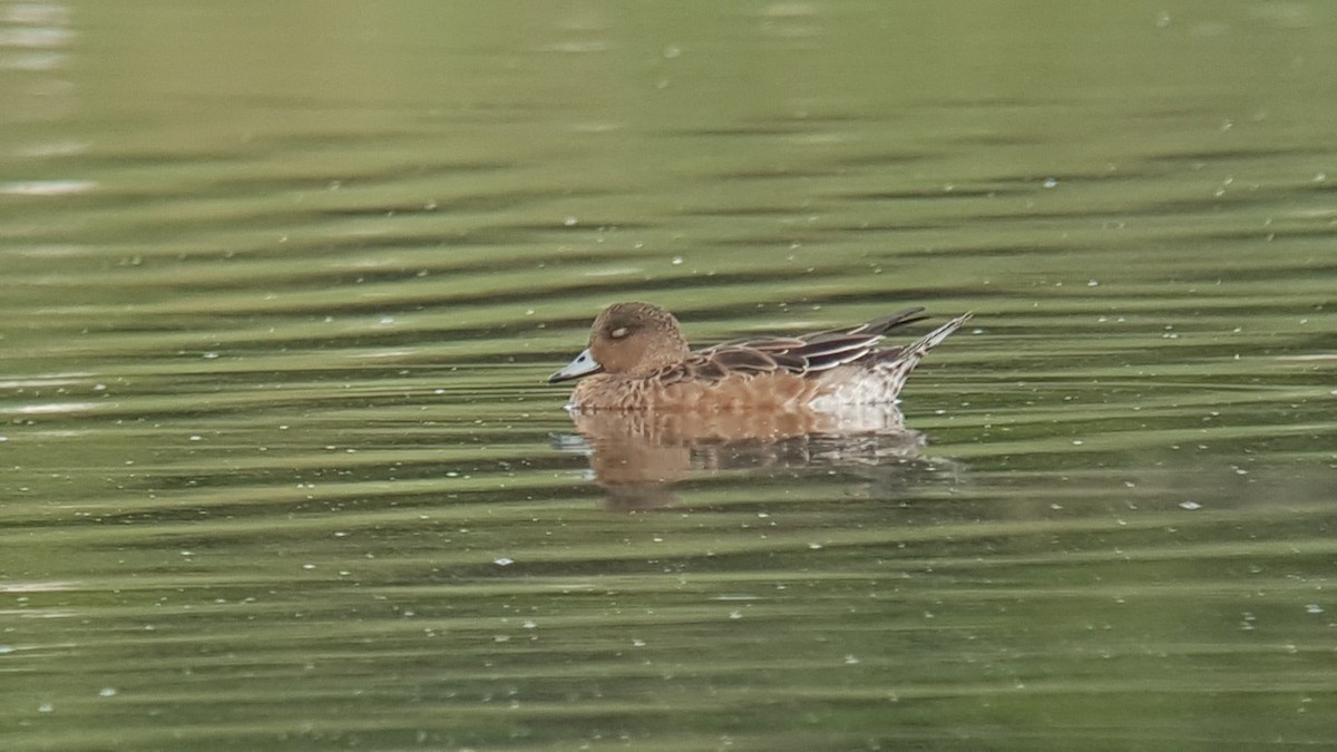 Eurasian Wigeon - ML198592361