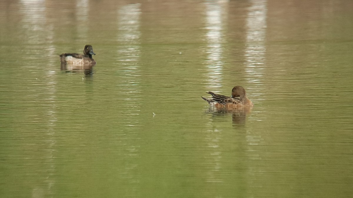 Eurasian Wigeon - ML198592811