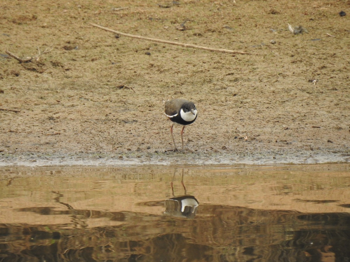 Red-kneed Dotterel - ML198593551