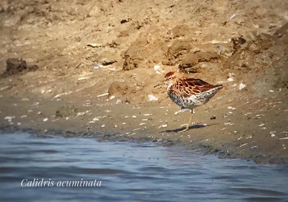 Sharp-tailed Sandpiper - ML198593801