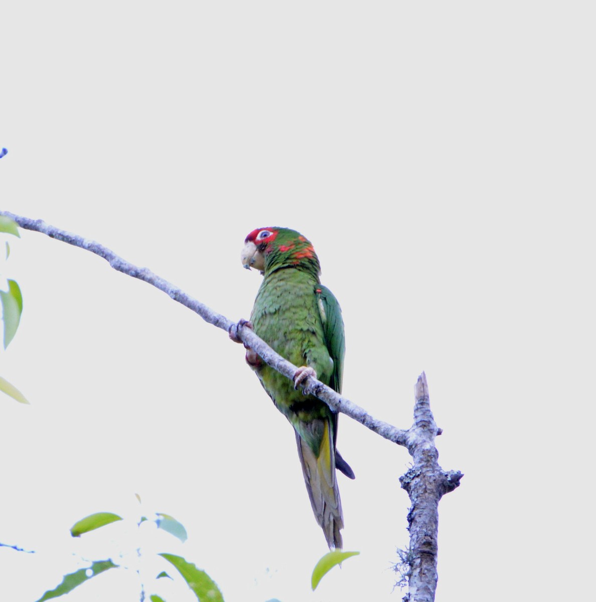 Mitred Parakeet - ML198593811