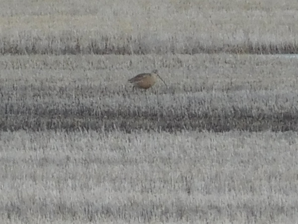 Long-billed Curlew - Kevin Spencer