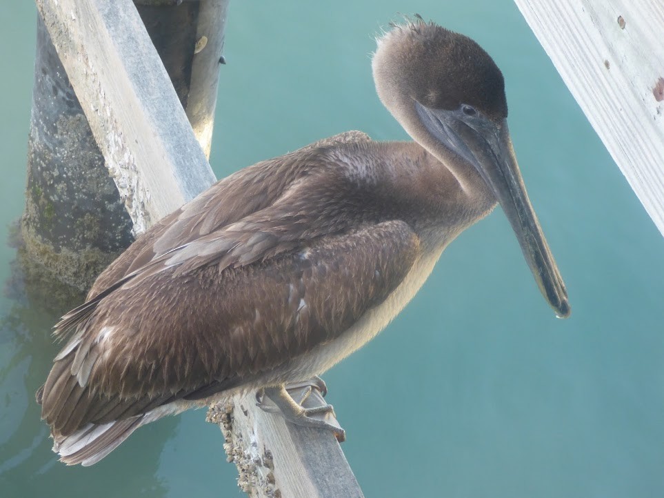 pelikán hnědý - ML198594631