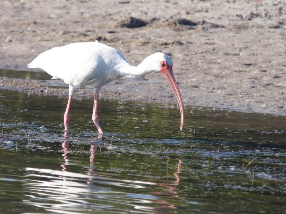 White Ibis - Ruth Smith