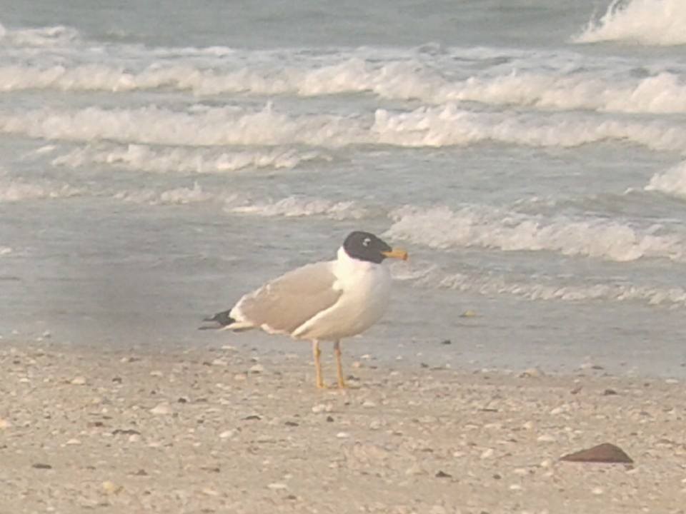 Pallas's Gull - Ingkayut Sa-ar