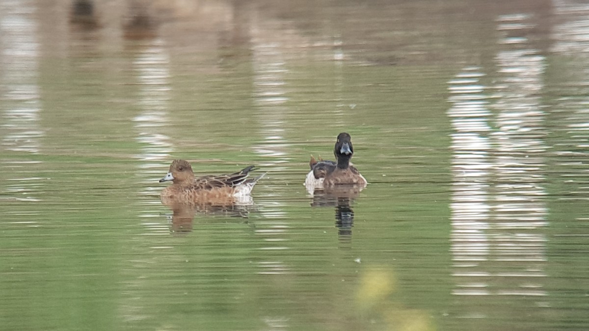 Tufted Duck - Neoh Hor Kee