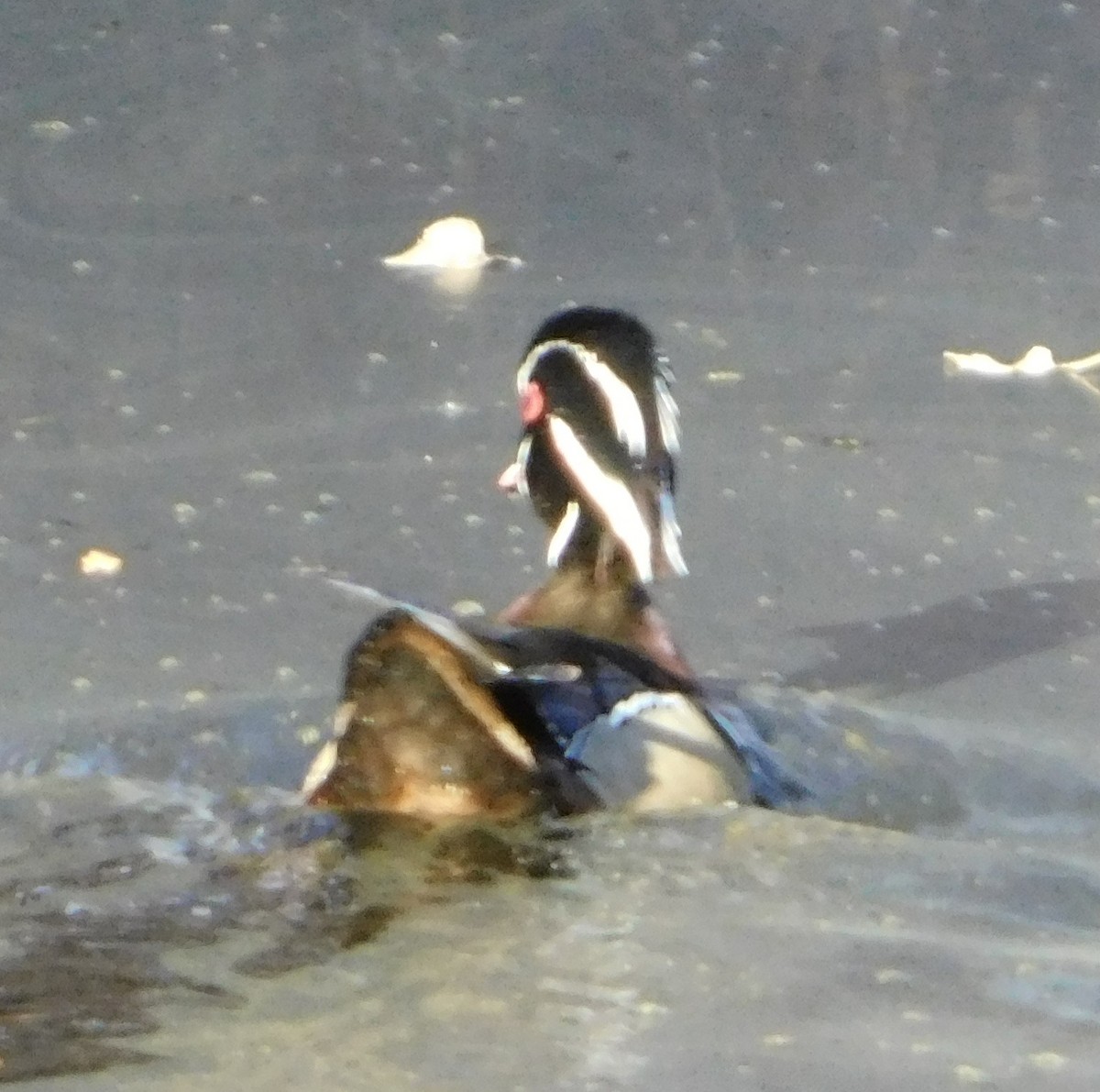 Wood Duck - ML198597381