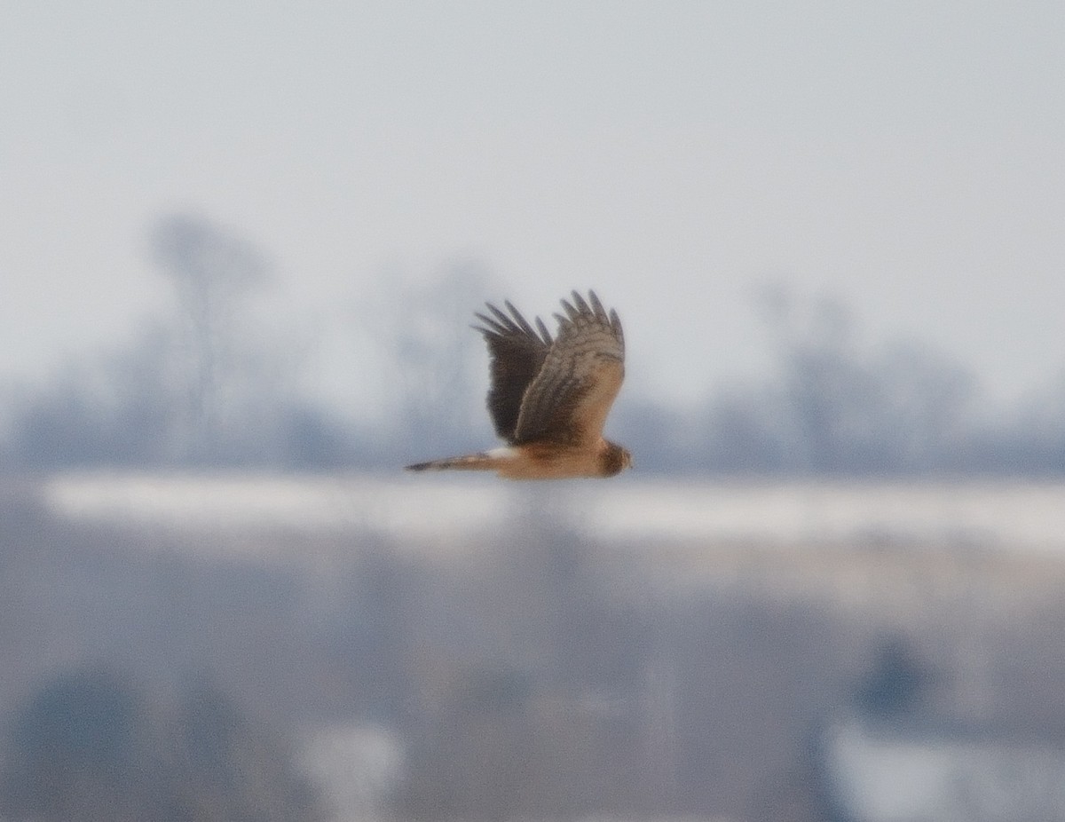 Northern Harrier - ML198598221