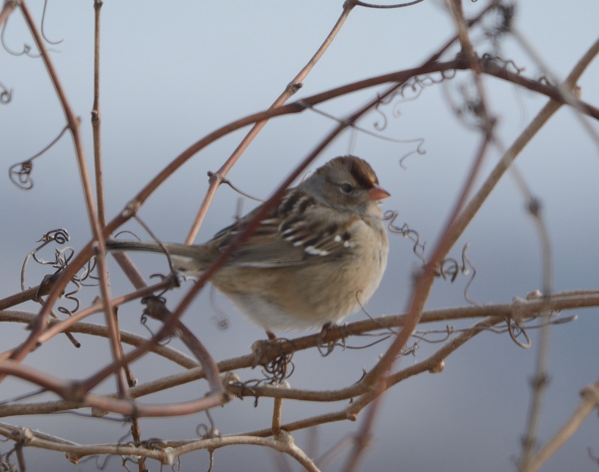 White-crowned Sparrow - ML198598271
