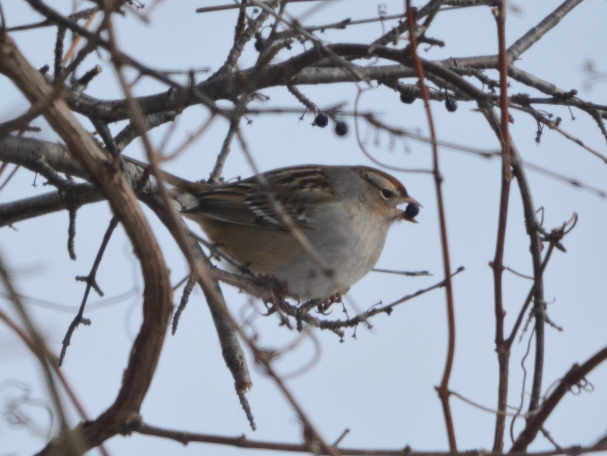 White-crowned Sparrow - ML198598281