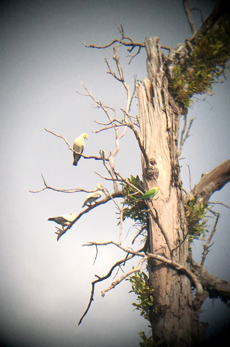 Pied Imperial-Pigeon - ML198598611