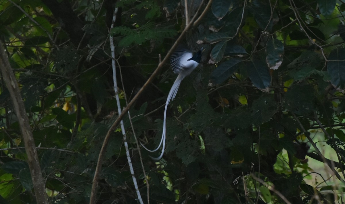 Indian Paradise-Flycatcher - ML198598761