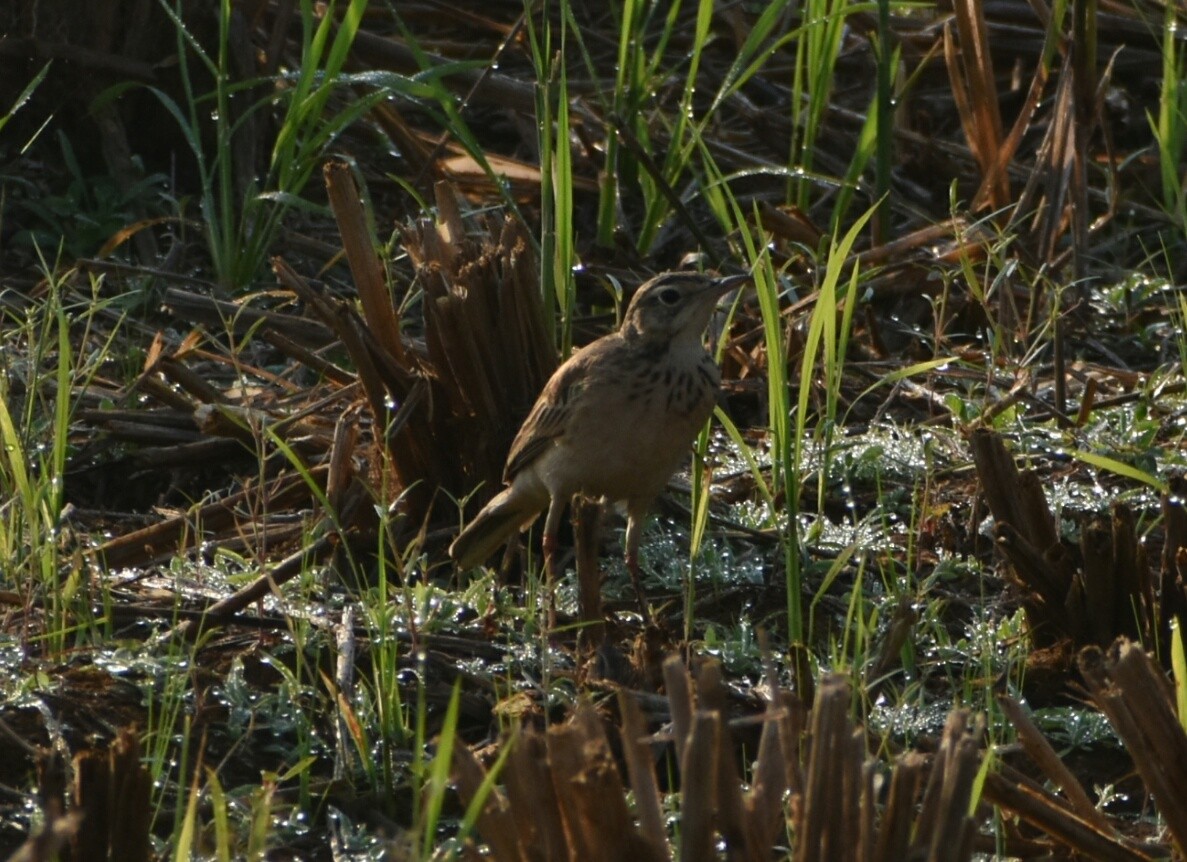 Paddyfield Pipit - ML198600321