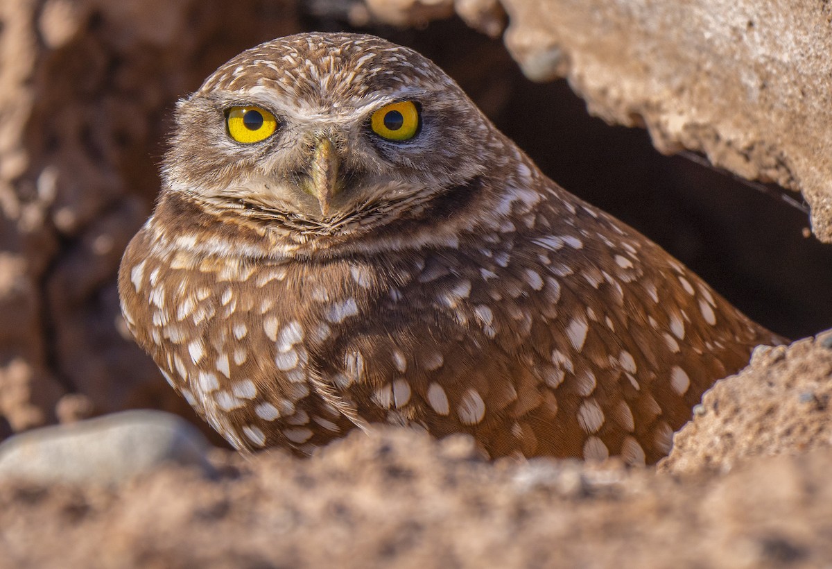 Burrowing Owl - Roger Uzun