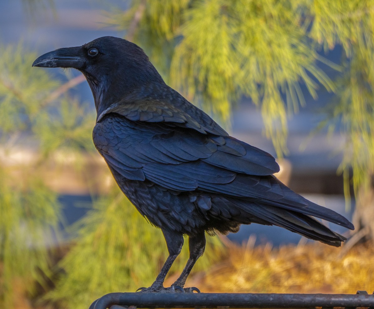 Common Raven - ML198601241