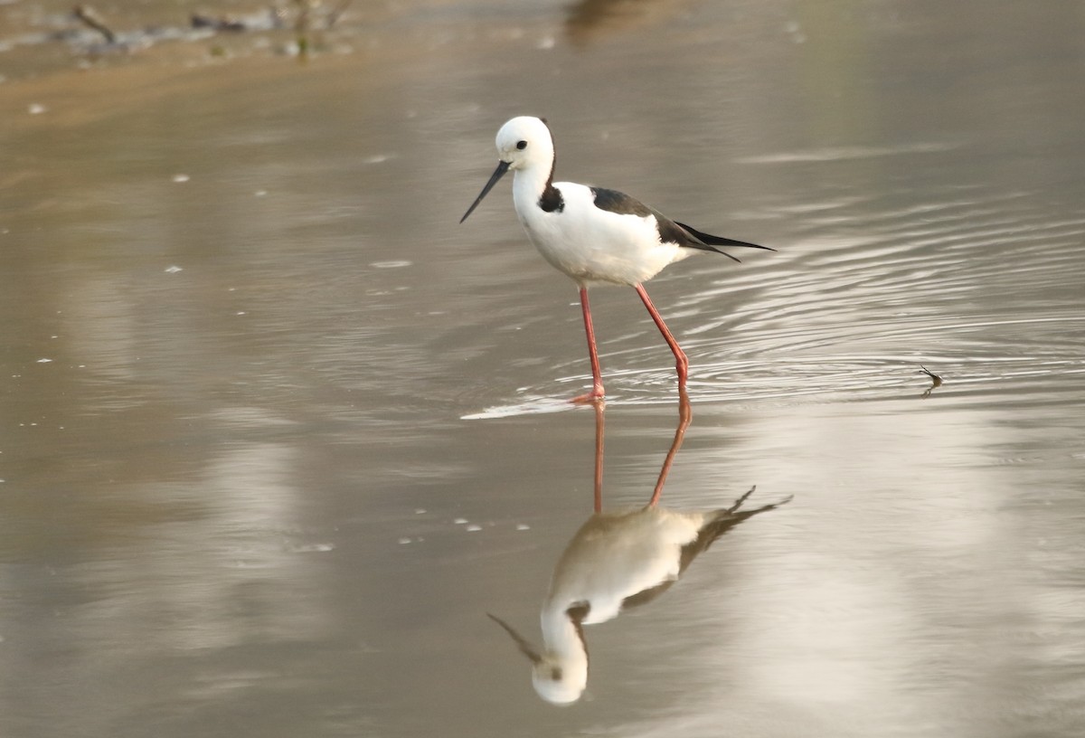 Pied Stilt - ML198601991