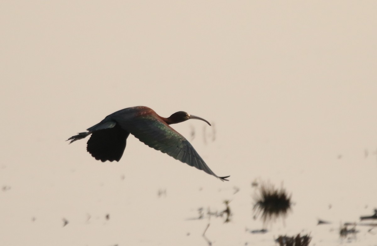 ibis hnědý - ML198602021