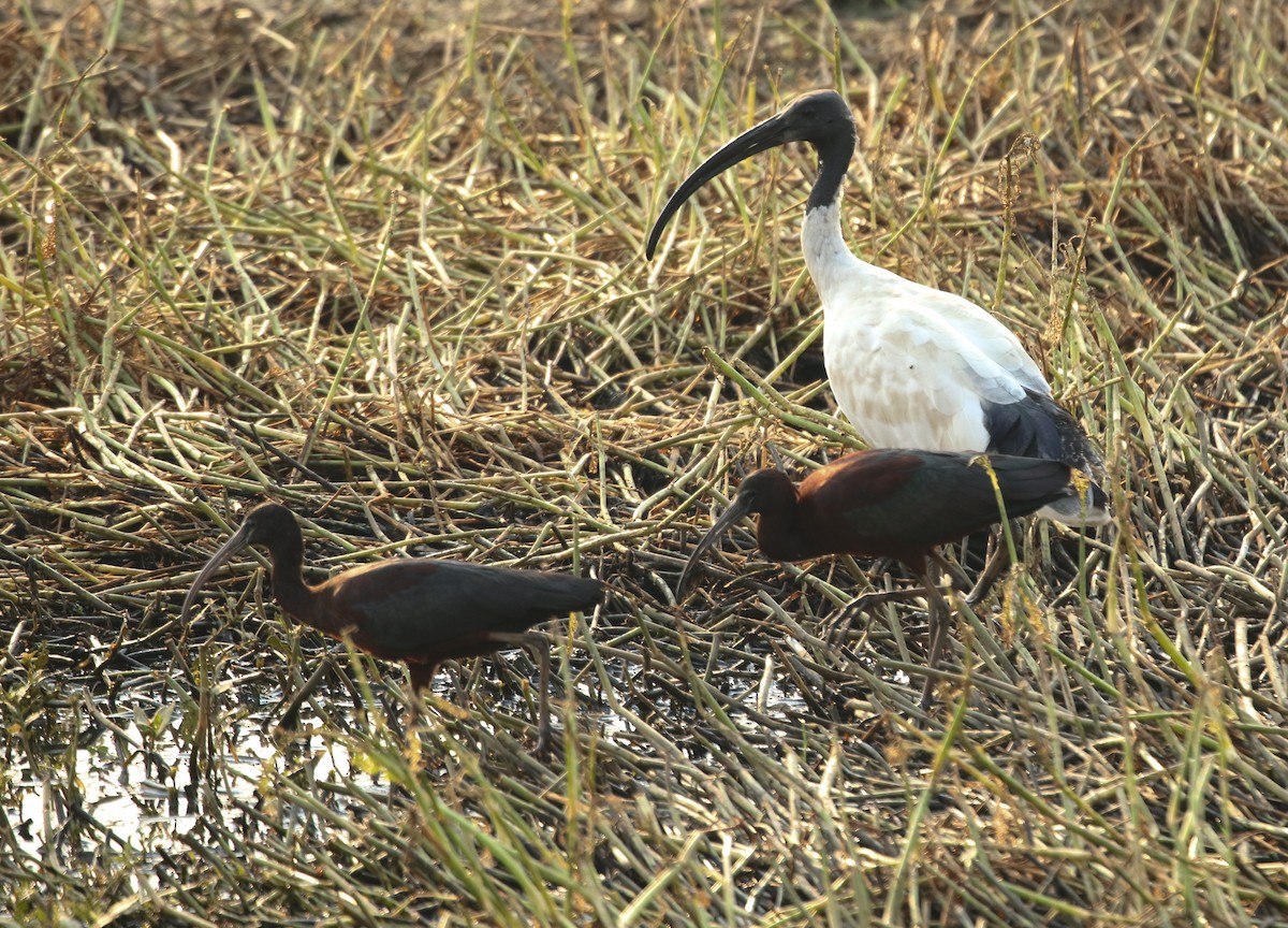 ibis hnědý - ML198602061