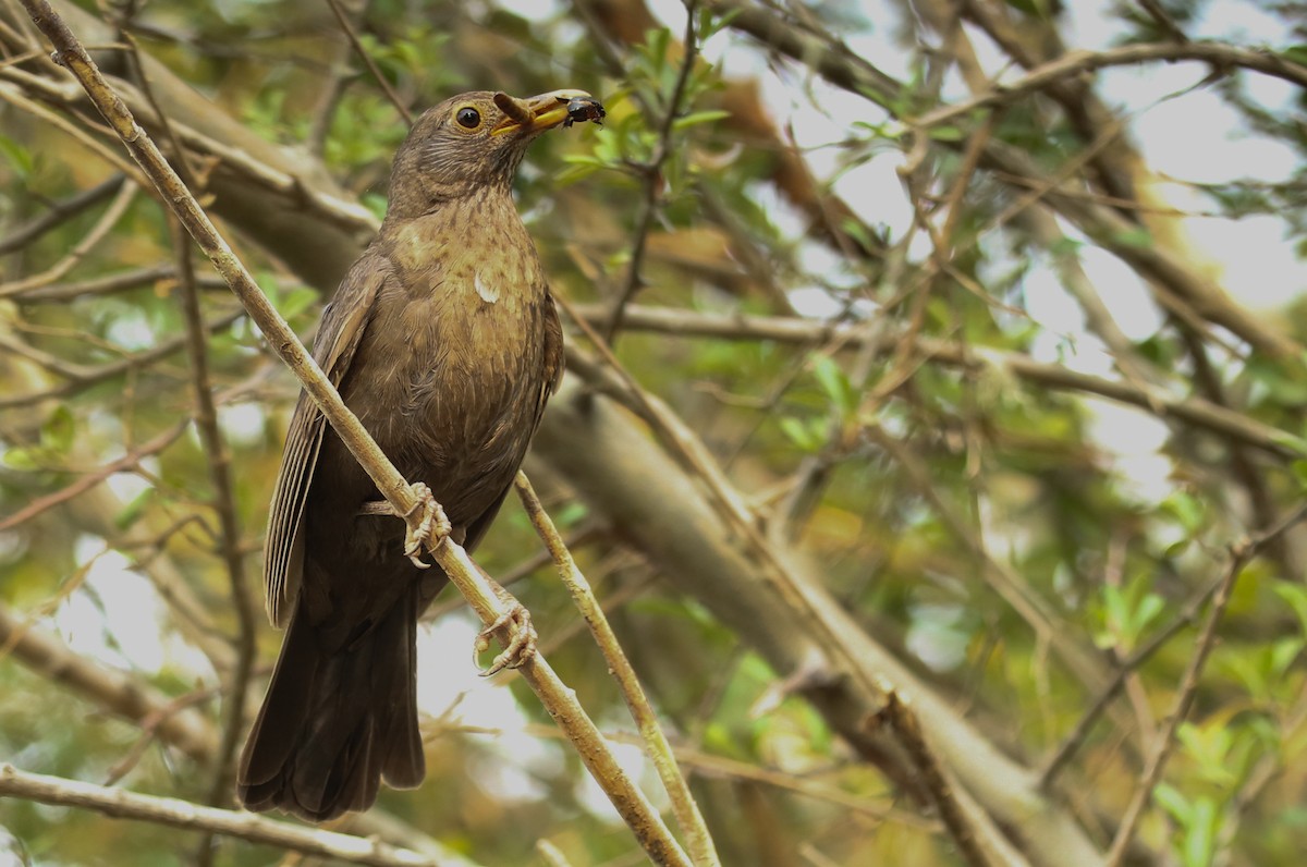 Eurasian Blackbird - ML198602131