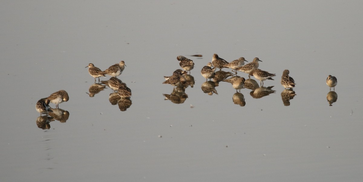 Sharp-tailed Sandpiper - ML198602171