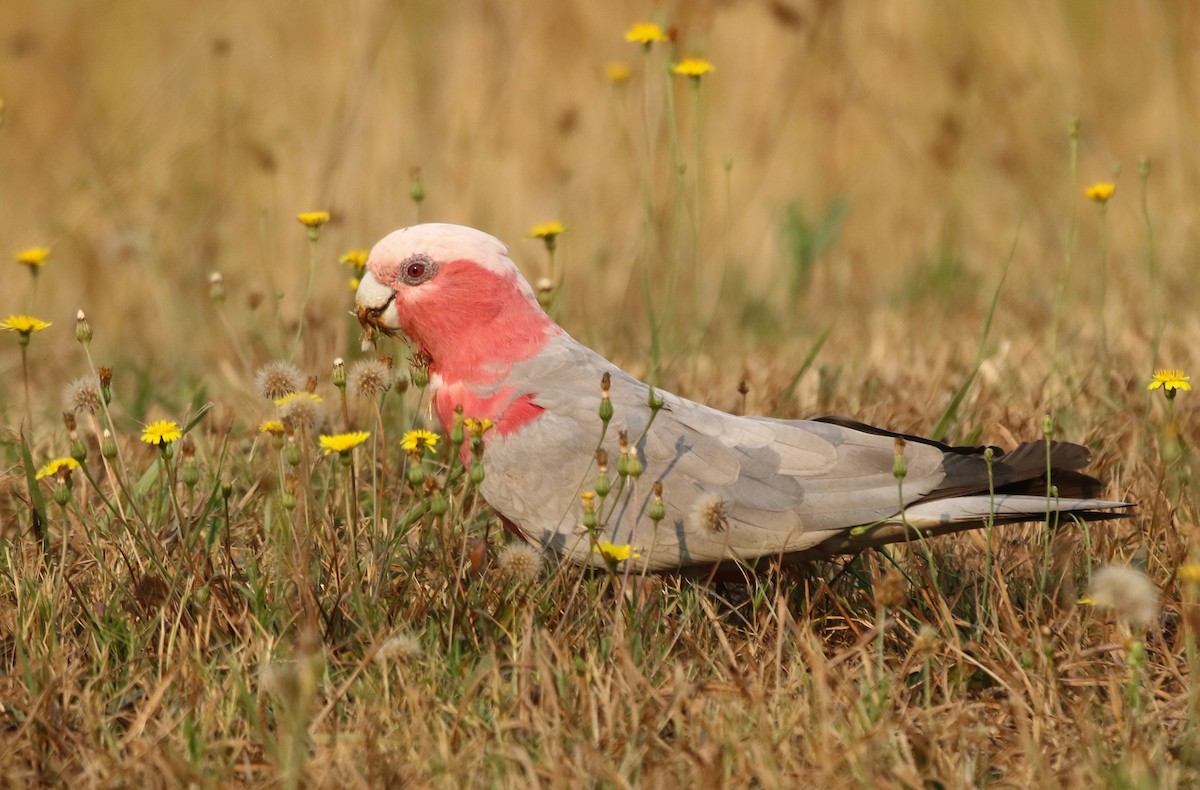 Cacatúa Galah - ML198602901