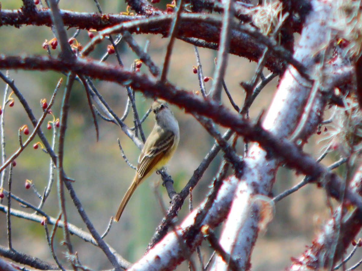 Myiarchus sp. - ML198603191